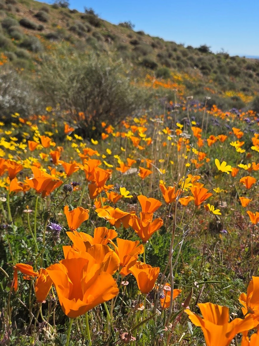 California poppies and coreopsis at Onyx Ranch State Vehicular Recreation Area, January 2026